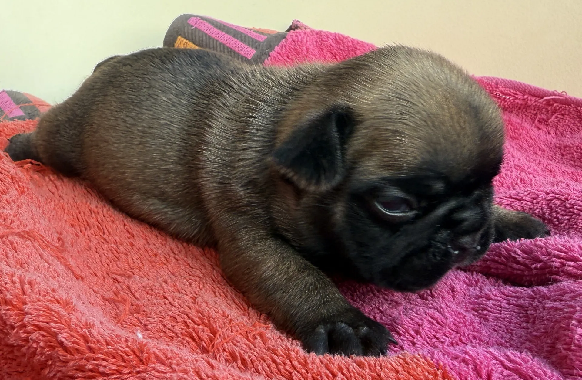 ご家族様募集中