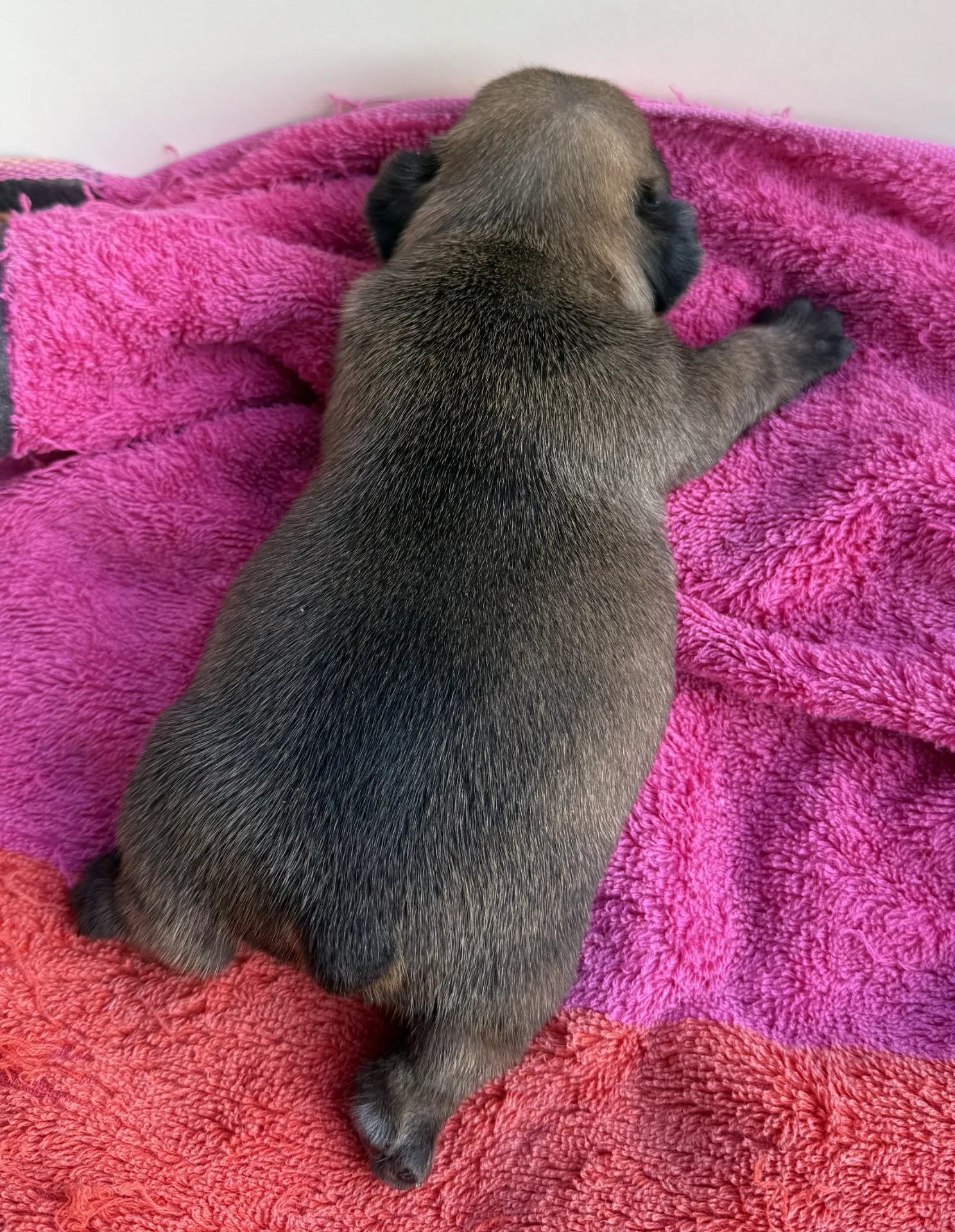 ご家族様募集中