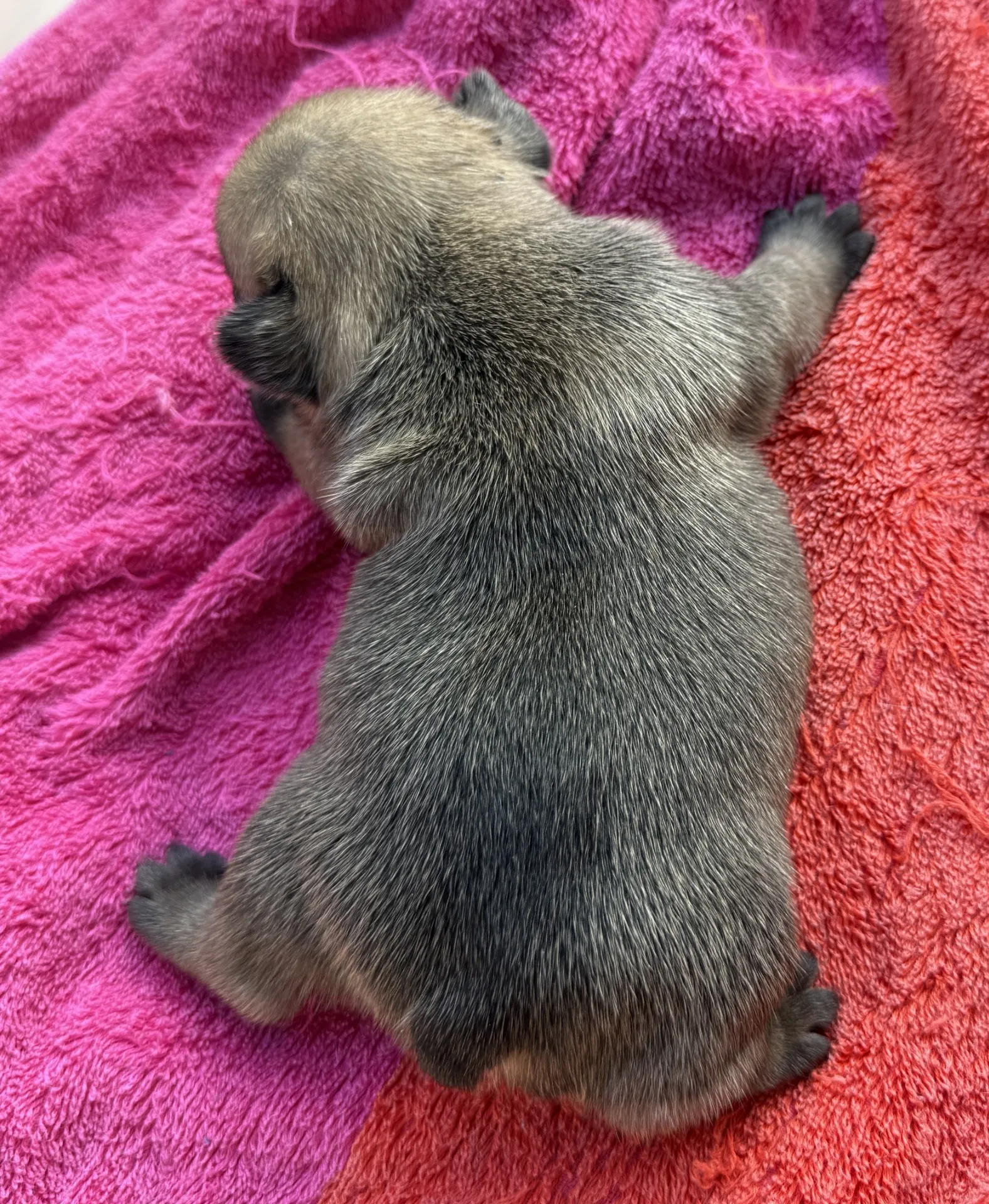 ご家族様募集中