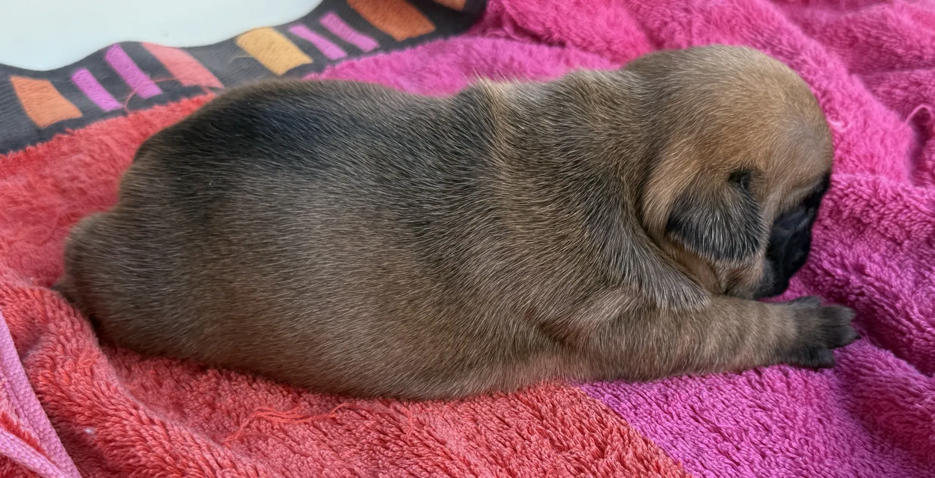 ご家族様募集中