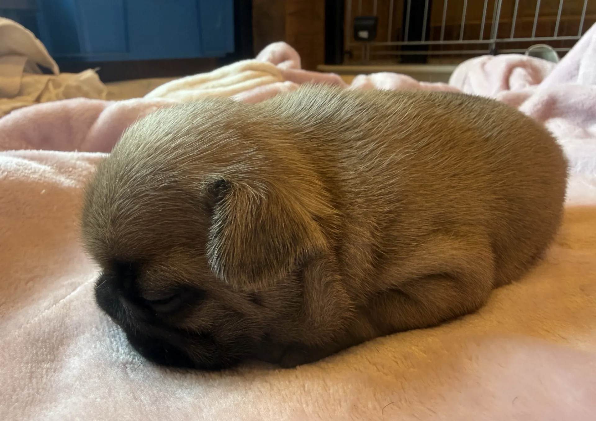 ご家族様募集中