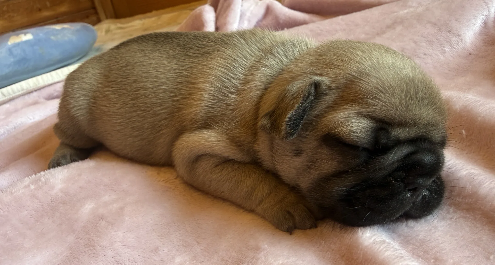 ご家族様募集中