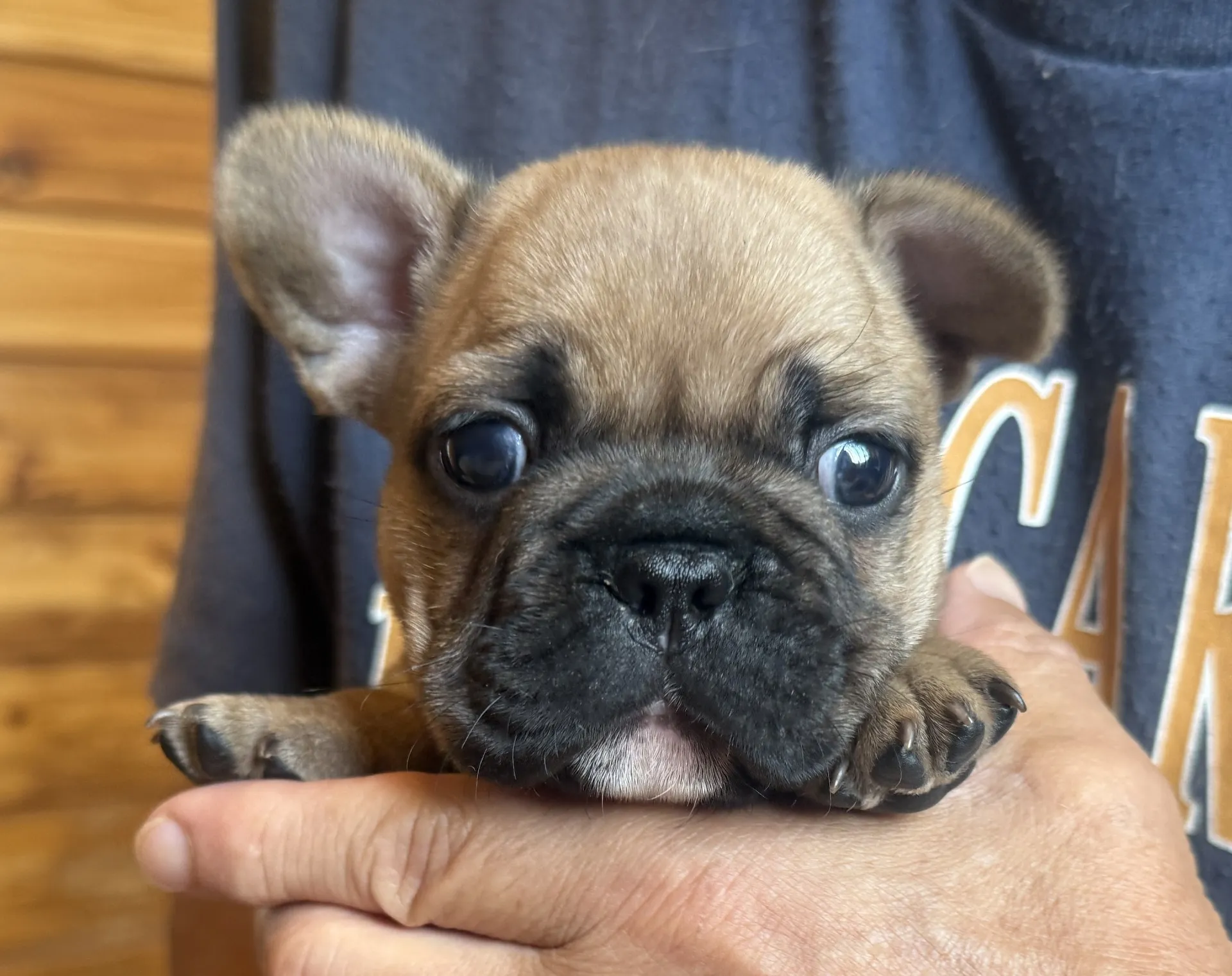 puppy