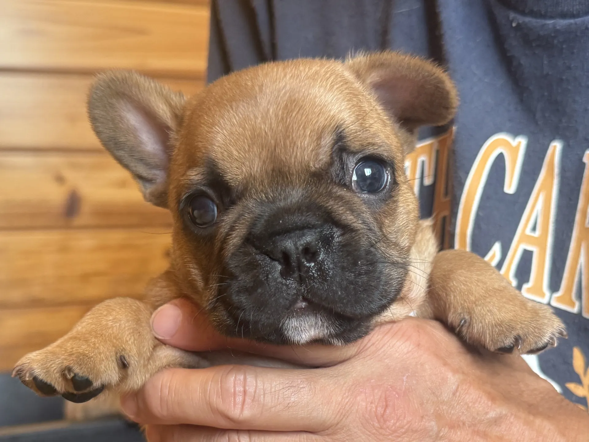 puppy
